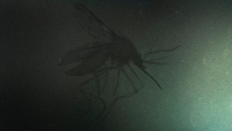 Комар (Mosquito)