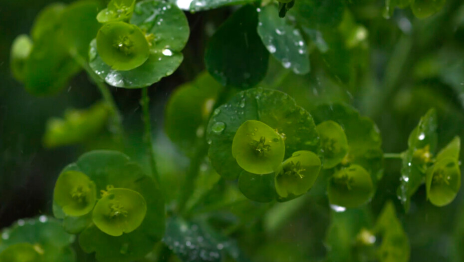 Ливень (Downpour)