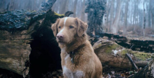 «ГЛАЗАМИ ПСА»: ПРЕДАННЕЙ СОБАКИ НЕТУ СУЩЕСТВА