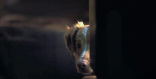 «ГЛАЗАМИ ПСА»: ПРЕДАННЕЙ СОБАКИ НЕТУ СУЩЕСТВА