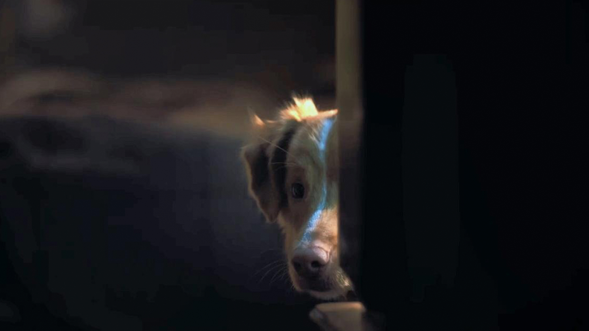 «Глазами пса»: преданней собаки нету существа 3 reczenziya na film glazami psa 2025 shot tv 2