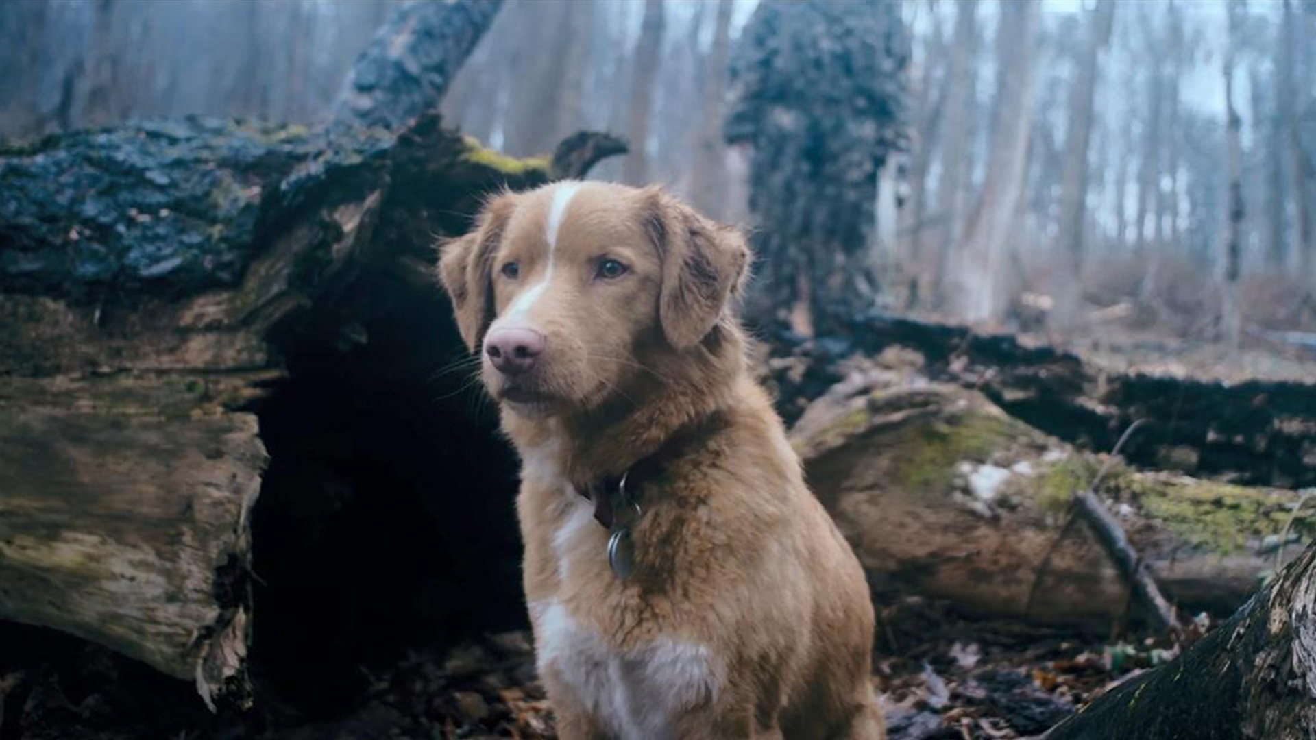 «Глазами пса»: преданней собаки нету существа 1 reczenziya na film glazami psa 2025 shot tv title