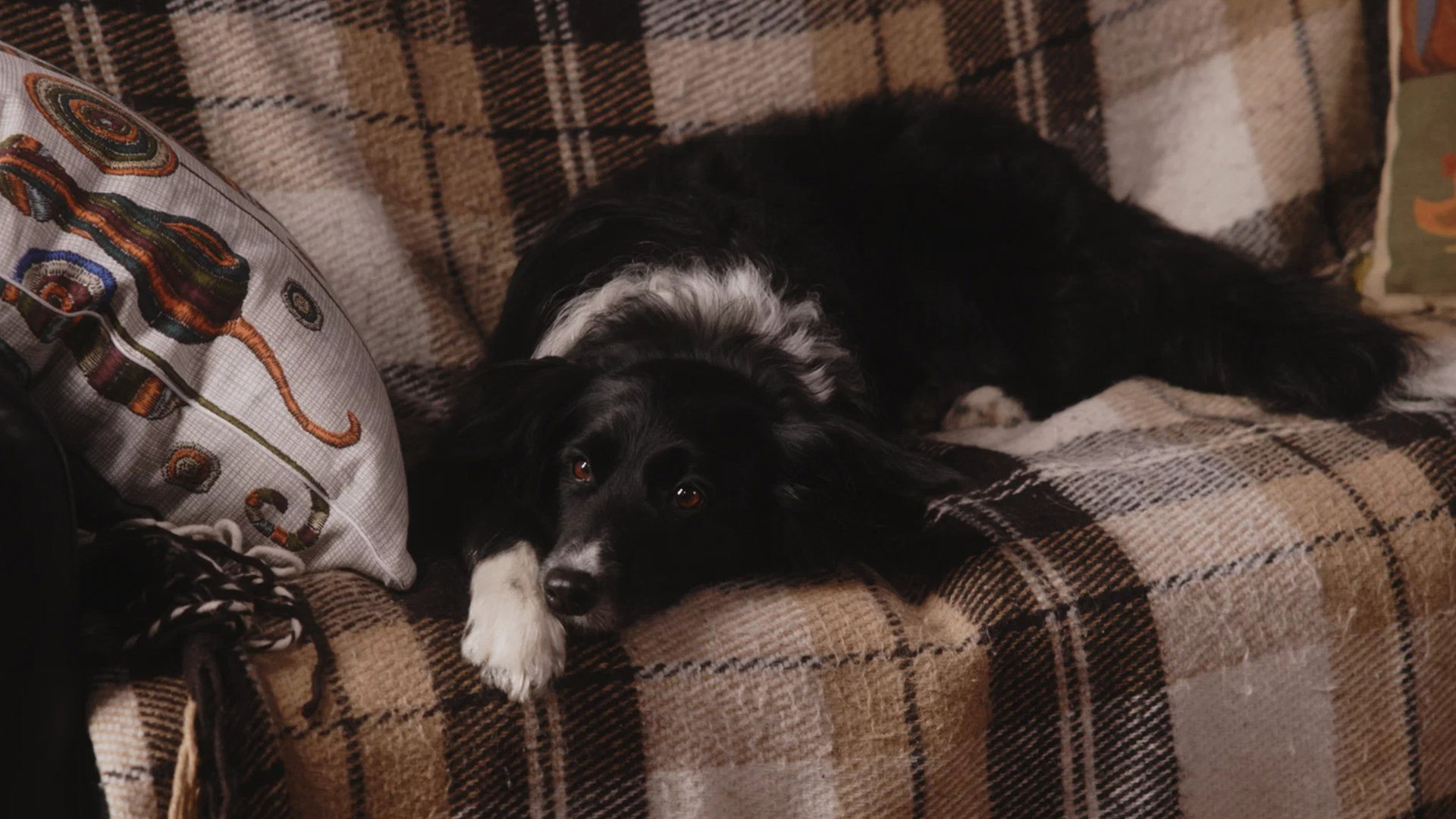 reczenziya na film dvoe v odnoj zhizni ne schitaya sobaki shot tv 1