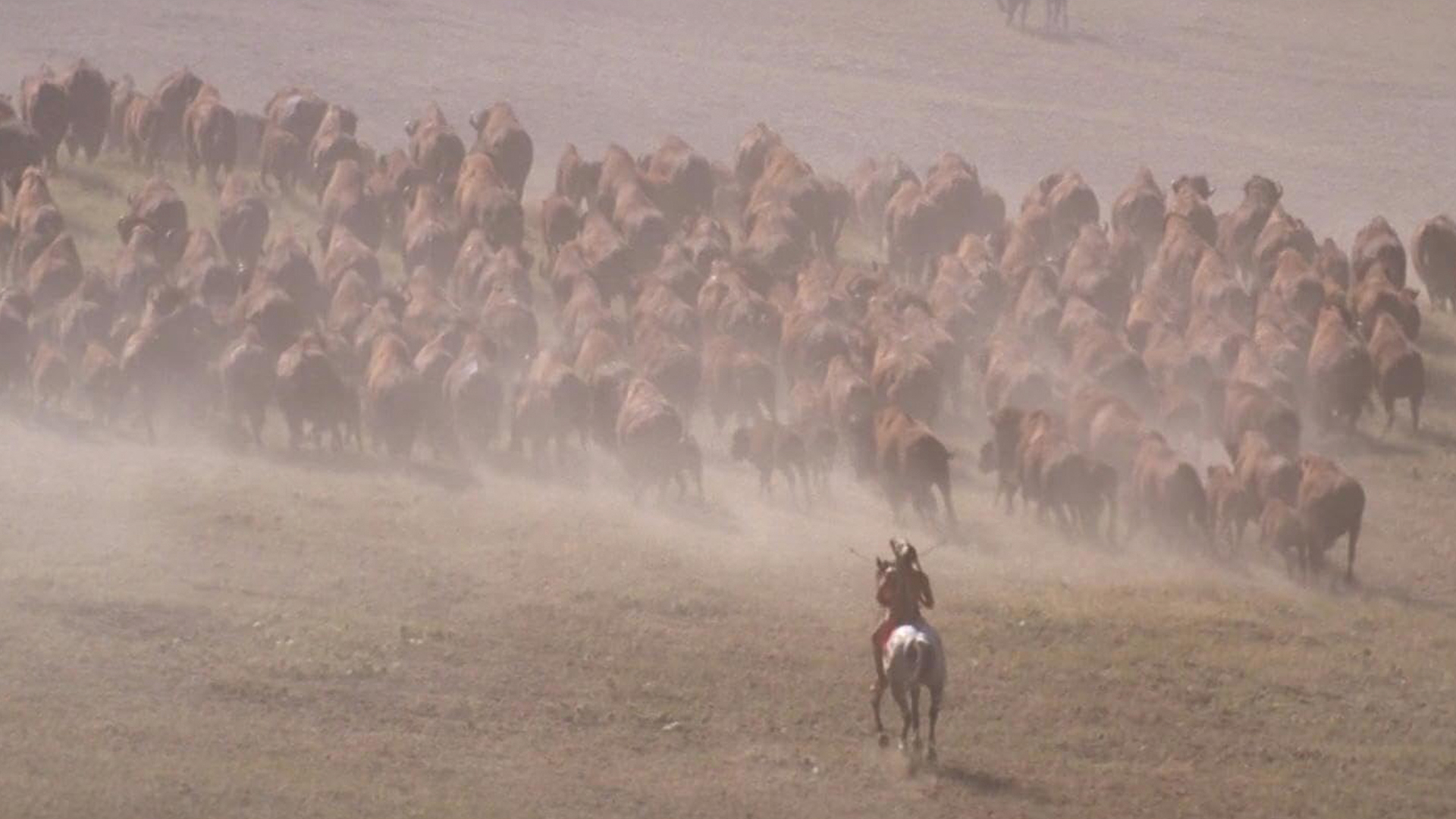 sczena ohoty na bizonov