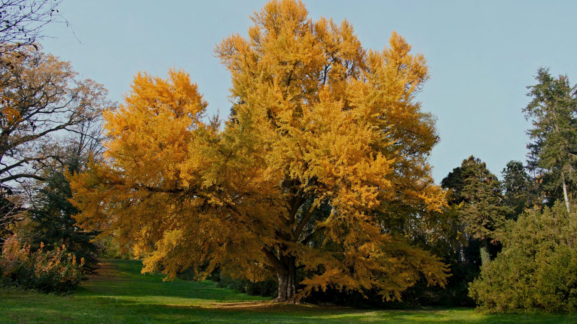 «Молчаливый друг»: кино о неразрывной связи 1 otzyv na film molchalivyj drug 2025