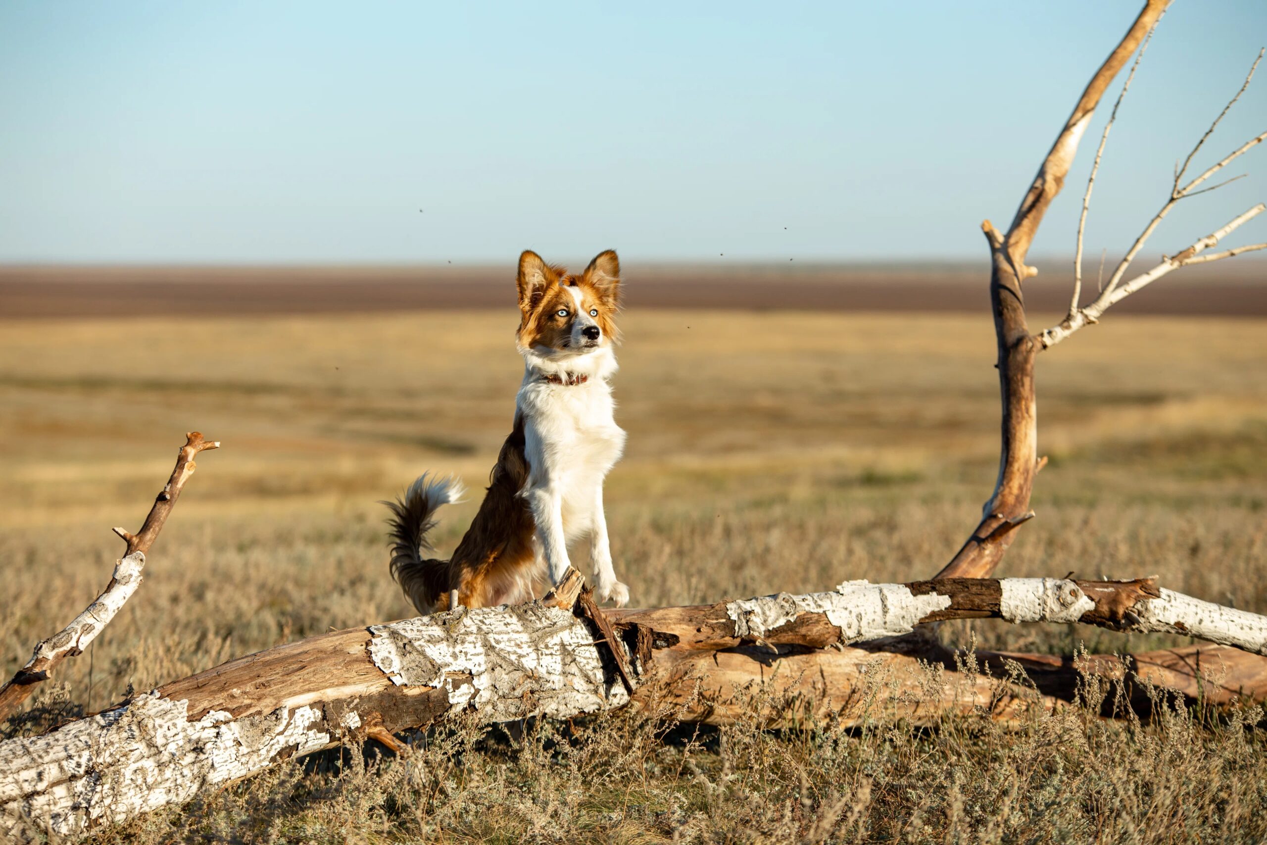reczenziya na film moya sobaka — kosmonavt shot tv 2 scaled